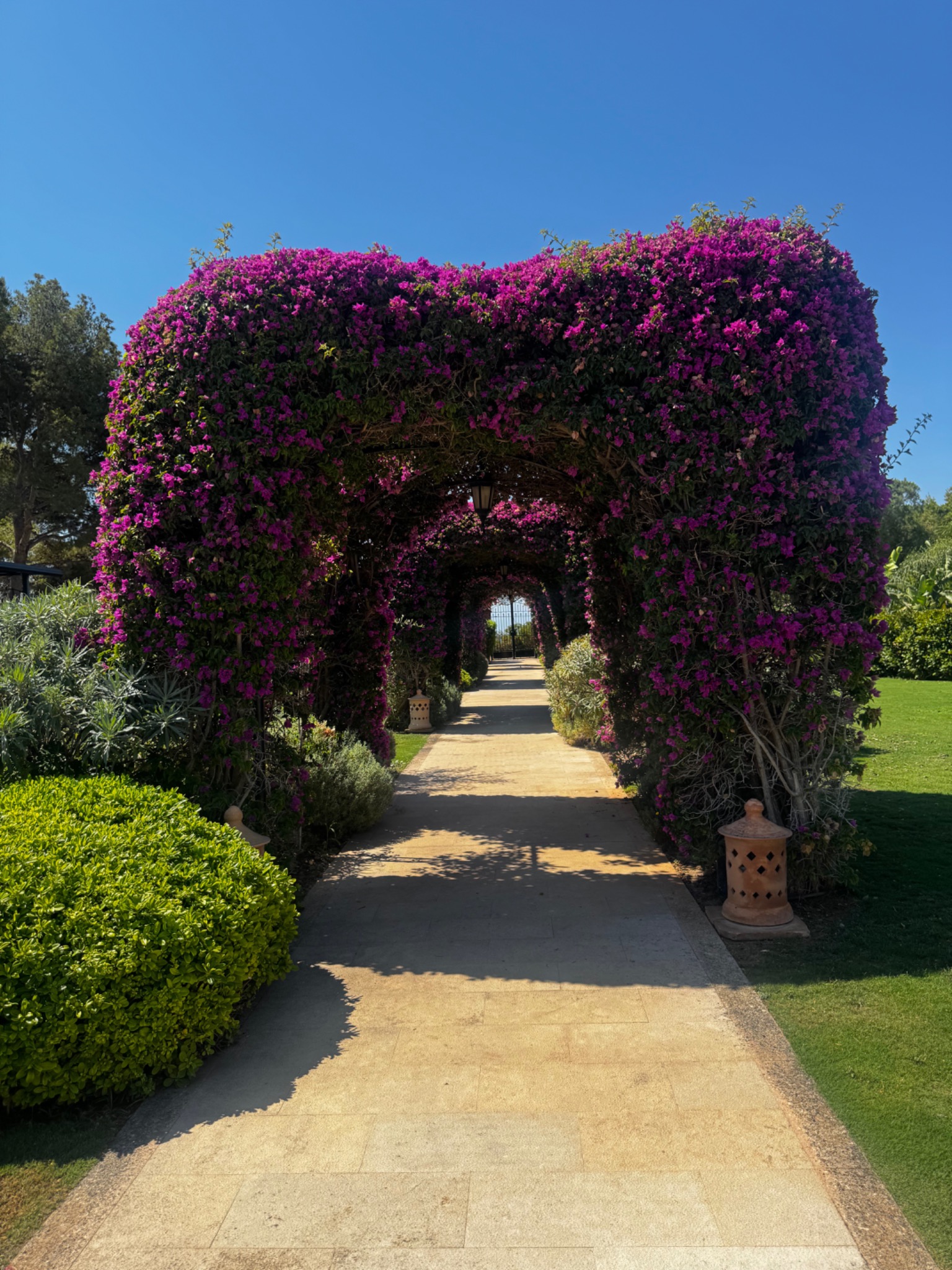 Bougainvillea walkway at St. Regis Mardavall Mallorca Resort